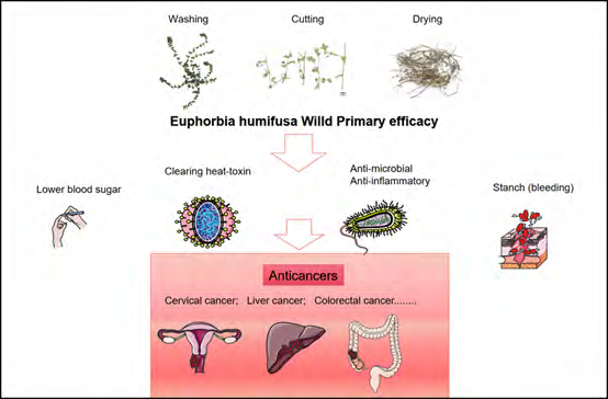 Research Progress on the Anti-tumor Effects of Euphorbia Humifusa