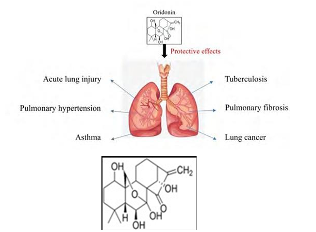 The Therapeutic Effects of Oridonin in Pulmonary Diseases