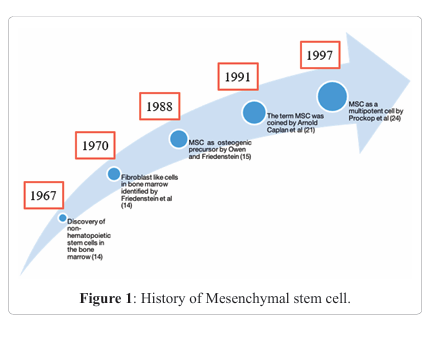 Bone Marrow Mesenchymal Stromal Cells and Their Role in Multiple Myeloma: The Comradery with Therapeutics Implications